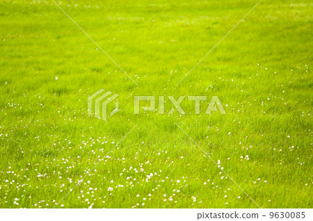flower meadow 9630085
