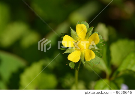 snake strawberry 9630646