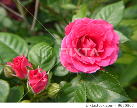 玫瑰 9630863