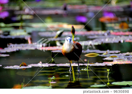 Africa Lenkaku Africa Lenkaku 9630898