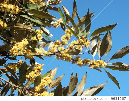 黃色花和Shirodamo藍天 9631267
