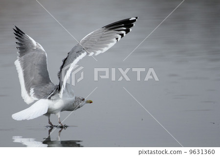 Seguro鷗 Seguro鷗 9631360