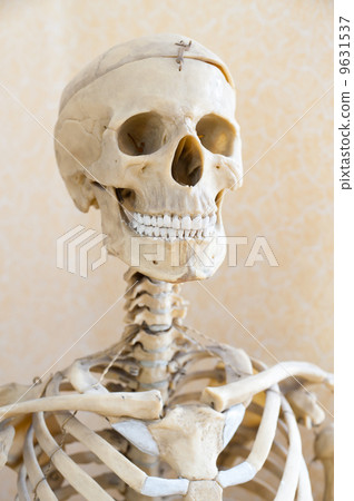 human skeleton 9631537