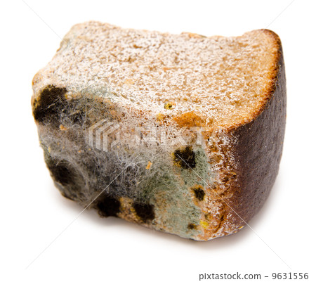 mouldy bread 9631556