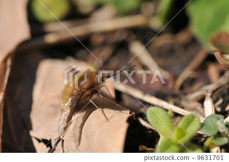 天鵝絨樹阿布 9631701