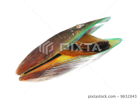 Green mussel on white background. 9632843
