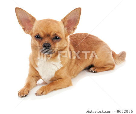 Chihuahua dog isolated on white background. 9632956