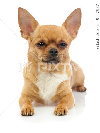 Chihuahua dog isolated on white background. 9632957