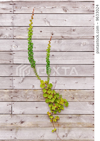 Green ivy on wooden surface background. 9633024