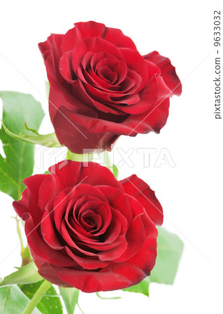 Red roses isolated on white background. 9633032
