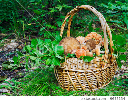 The basket of mushrooms in the autumn forest in sunny day The basket of mushrooms in the autumn forest in sunny day 9633134