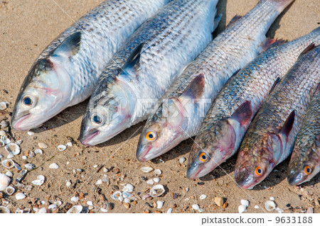 fresh brushed fish ready for cooking on a damp sand 9633188