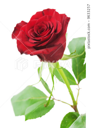 Red rose isolated on white background. 9633257
