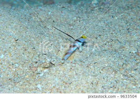 Hirenaga Threadingbow 9633504