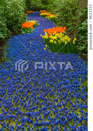 blue river of muscari flowers 9633555
