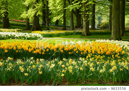 daffodils in spring garden daffodils in spring garden 9633556