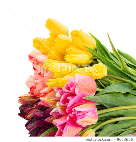 Bunch of tulips flowers close up Bunch of tulips flowers close up 9633636