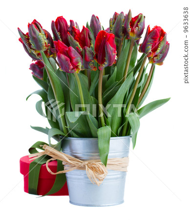 pot of red tulip flowers 9633638