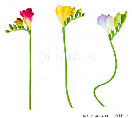 twigs of fresh freesias flowers in wooden pot 9633644