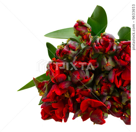 bunch  of red  tulips 9633653