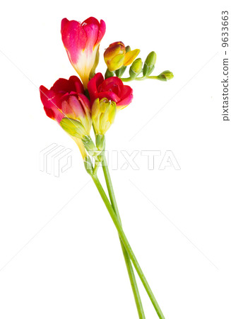 red twigs of freesias flowers red twigs of freesias flowers 9633663