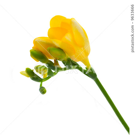 yellow twig of freesias flowers yellow twig of freesias flowers 9633666