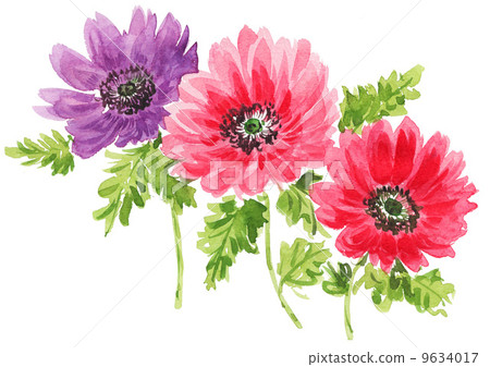 銀蓮花 花朵 花 9634017