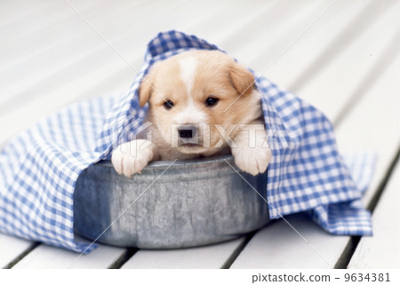 Cute little puppy 9634381