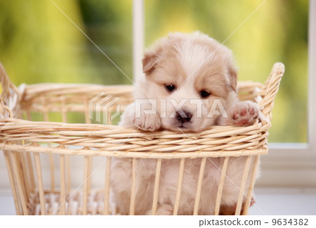 Cute little puppy Cute little puppy 9634382