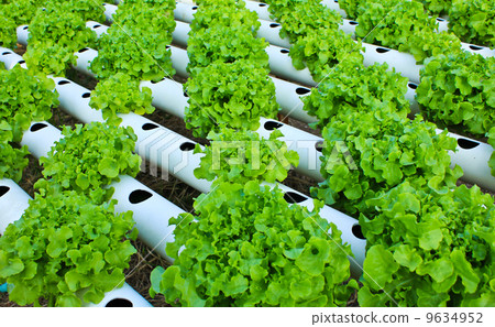 Field of fresh and tasty salad/lettuce plantation. 9634952