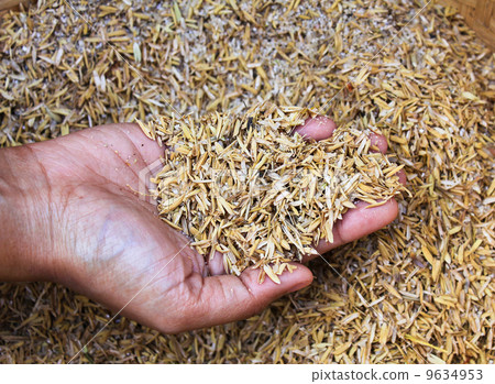 Human hands holding rice husk. 9634953