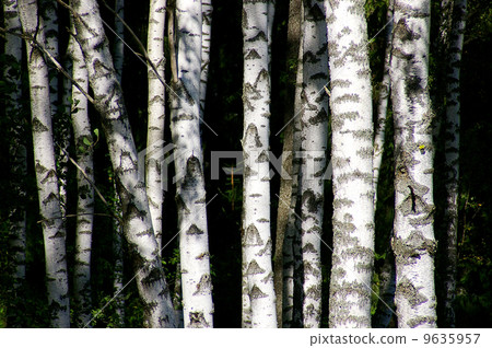 birch trees 9635957