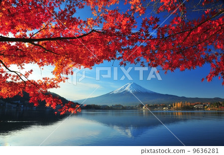 The autumnal leaves of Mt. Kawaguchi and Mount Fuji 9636281
