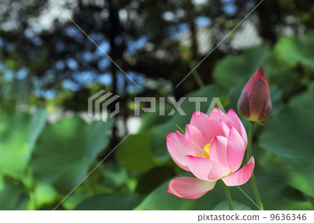 蓮花 9636346