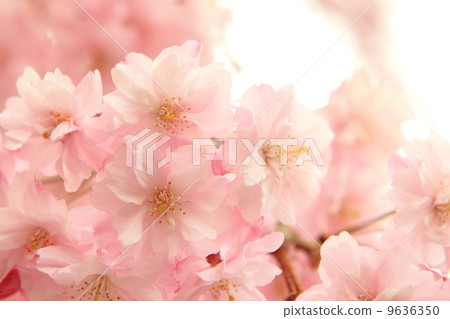 死棕色櫻桃樹 9636350