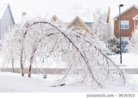 Trees bent over from the weight of the ice Trees bent over from the weight of the ice 9636503