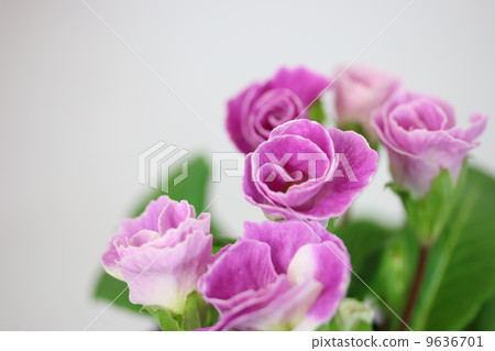 Primula Julian 9636701