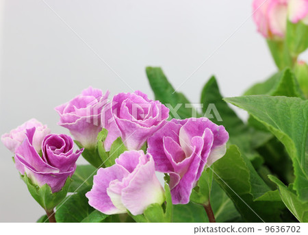 Primula Julian 9636702