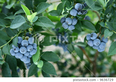 blueberry 9636729
