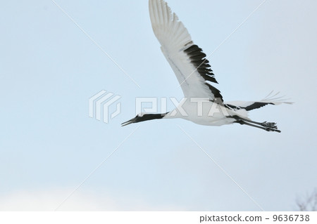 Dandoral起重機 9636738