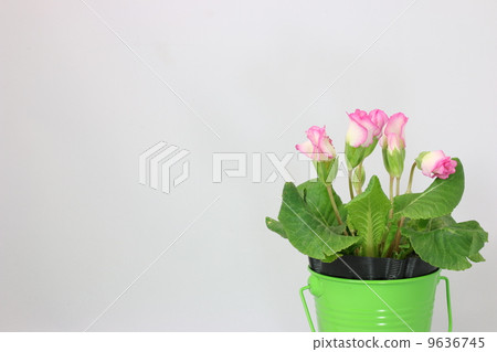 Primula Julian 9636745