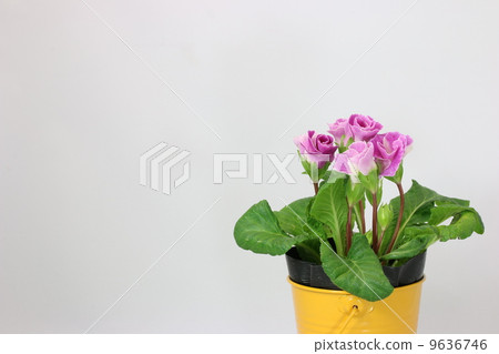 Primula Julian 9636746