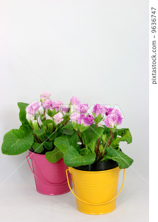 Primula Julian 9636747