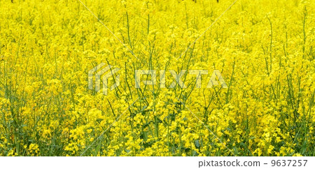 強姦開花 強姦開花 9637257