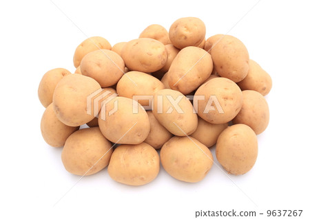 Potato Potato 9637267
