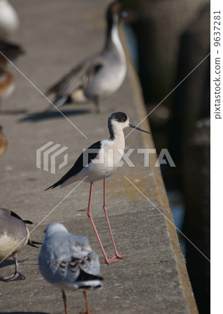 Tall skull riding feet are long. Tall skull riding feet are long. 9637281