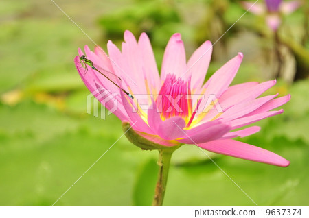 蜻蜓和蓮花 9637374