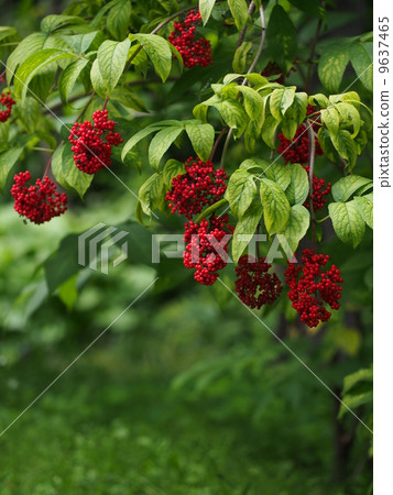 Ezoniwatoko的果實 9637465