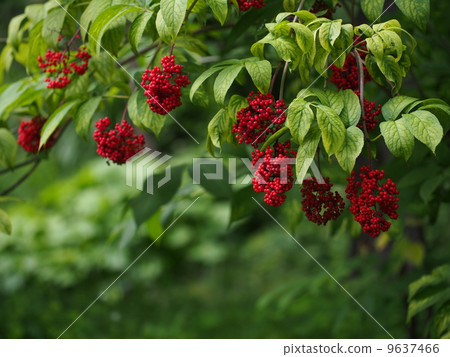 Ezoniwatoko的果實 9637466