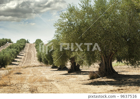 Olive trees 9637516